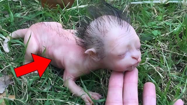 Farmer Finds A Baby In His Field, When He Looks Closely He Calls The Police