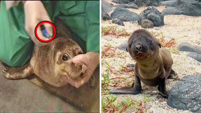 Baby Seal Acts Distressed - Zookeeper Gets Fired After Boss Sees CCTV Footage