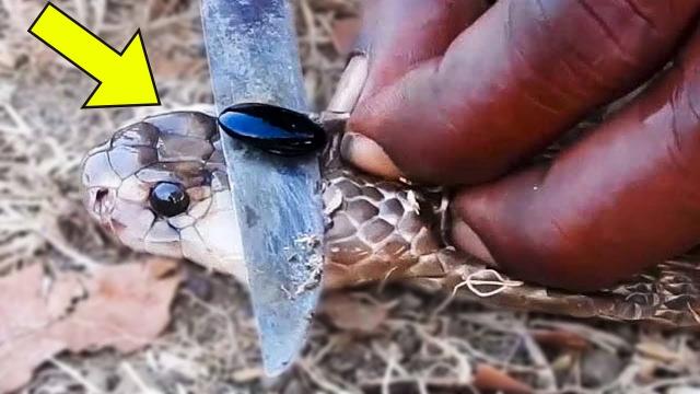 Man Finds Diamond On Snake's Head. He Turns Pale When Jeweler Tells Him This