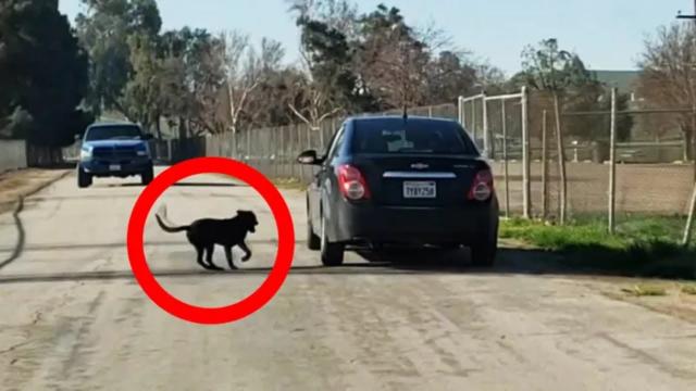 Dog Keeps Chasing Car - When Police Stop Car, They Turn Pale