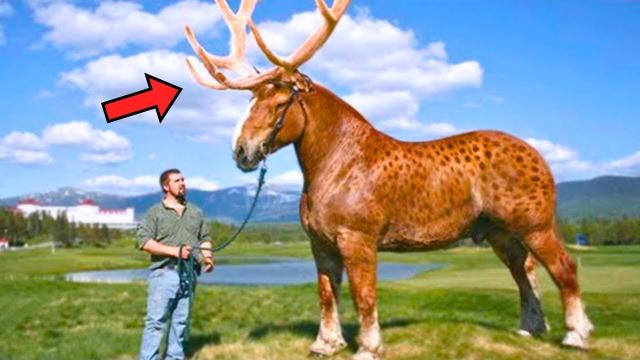 Man Catches Huge Horse With Antlers – Turns PALE When He Realizes What It Is!