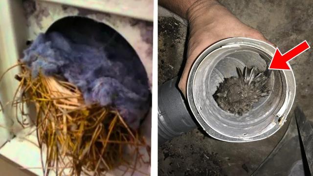 Man Thinks He Has Bird's Nest In Air Shaft - He Turns Pale After Seeing What's Really In There