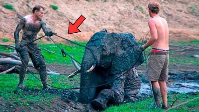 Baby Elephant Refuses To Leave The Mud, Ranger Calls Cops When He Realizes Why He's Hiding