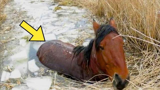 Farmer Finds His Horse In A Pond Every Day - Vet Turns Pale When He Realizes Why!