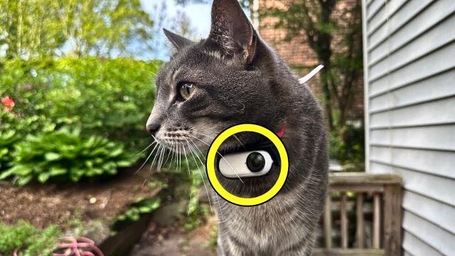 Missing Cat Returns With Camera Collar, Owners Burst Into Tears When They See The Footage