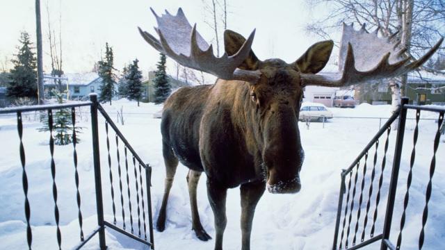 Moose Appears On Family’s Doorstep, What Happens Next is Unbelievable