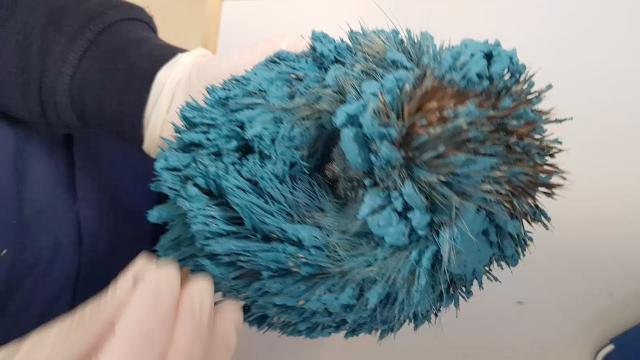 Man Spots Strange Blue Ball In His Garden - He Calls The Vet When He Sees It's Alive