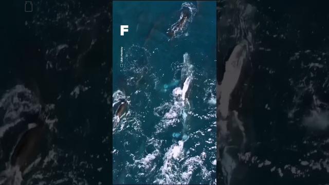 Quand un dauphin accompagne une baleine, voici ce qu’il se passe ! ????↔️????