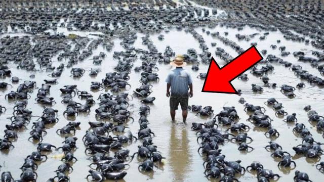 Farmer Finds His Land Flooded With Weird Black Objects. Then Expert Says, ''Get Out, Now!''