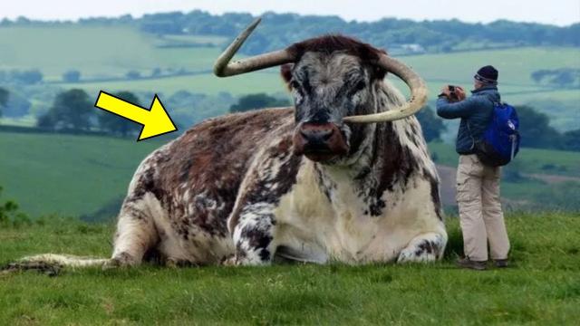 Auctioneer Spots Something Strange About This Bull - He Immediately Called The Police