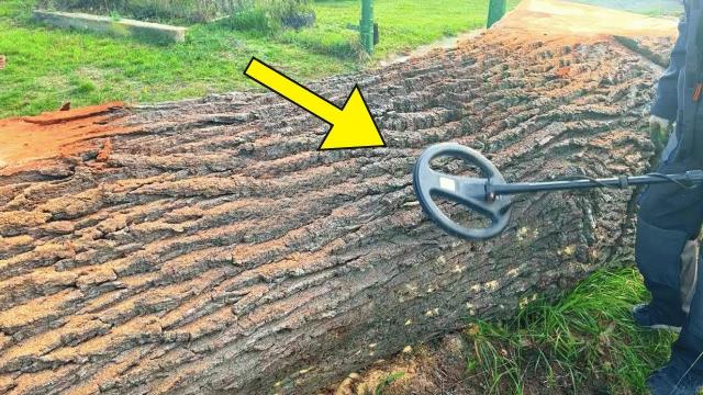 Metal Detector Starts Making Noise When Man Pulls It Over Tree - Turns Pale When He Breaks The Tree