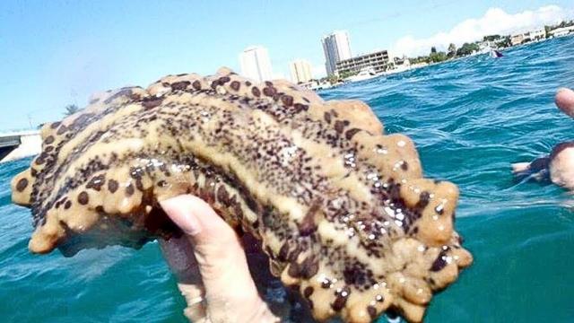 Man Gets Sick After Touching Sea Creature -  Then Doctor Says, ''You Have A Big Problem''