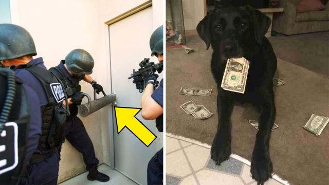 Dog Brings Home Money Every Day - One Day, Swat Team Shows Up At Owner's Door