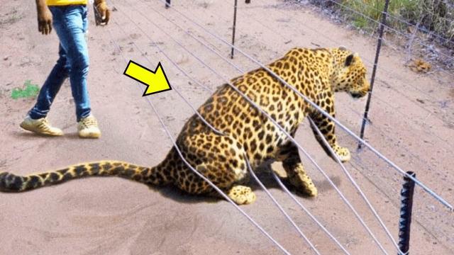 Man Spots Jaguar In Need - While Saving It He Finds Something Inside!