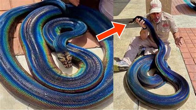 Hiker Finds Weird-Looking Snake, When Ranger Arrives, He Says: "You're Not Supposed To See This"