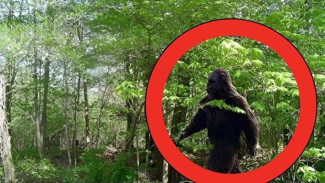 Hunter Discovers Bigfoot, Scientists Are Stunned After Seeing DNA Test