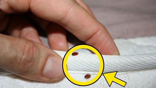 Man Thought He Had Bed Bugs - Expert Stops Cold After Realizing What They Actually Are