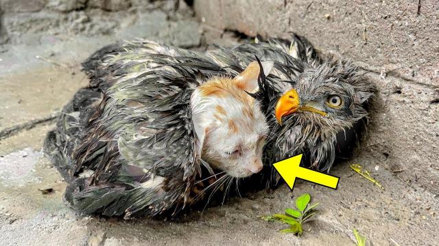 Injured Kitten Refuses To Leave Falcon's Side. When I Came Closer, The Falcon Did This