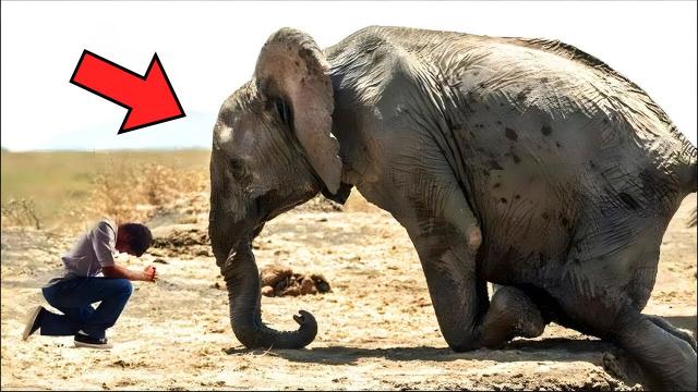 Elephant Cries And Asks For Help - Then Unbelievable Things Happen