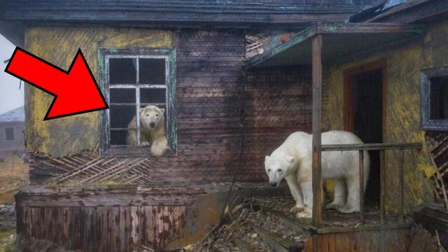 Scientist Spot Polar Bears In Abandoned House, Then He Discovers What's Inside