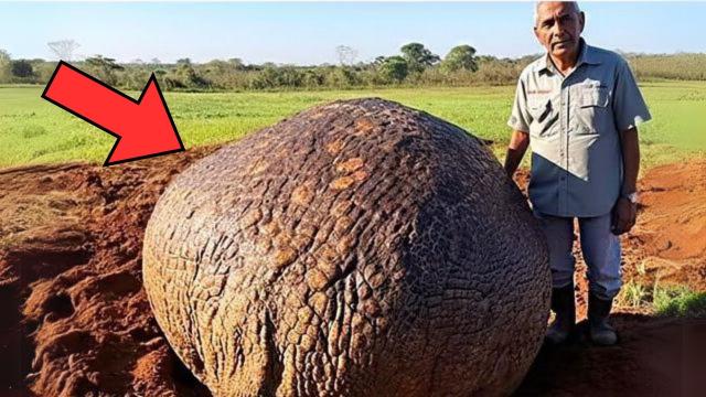 Farmer Finds Mysterious Ball, When He Sees What's Inside, He Gets Shivers Down His Spine