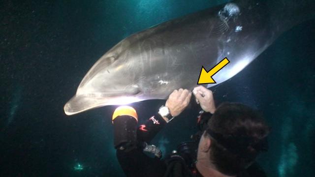 Diver Didn’t Understand What the Dolphin Wanted Until it Grabbed His Hand