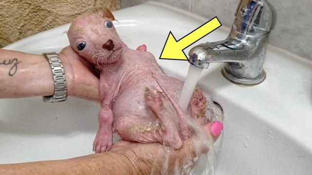 Man Thinks He Saved A Puppy - When Vet Sees What It Really Is, He Turns Pale