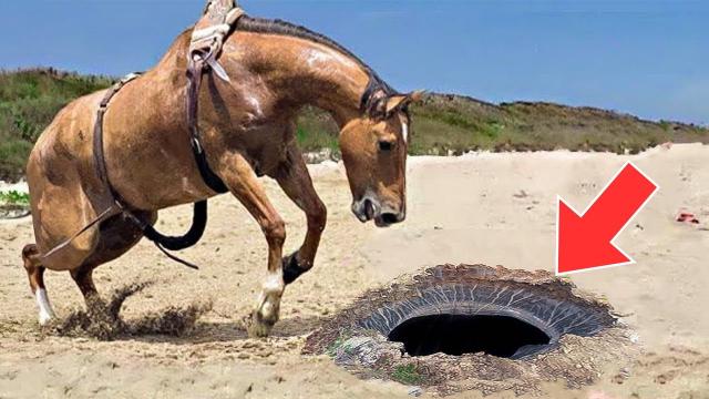 Horse Starts Frantically Digging On Beach. Owner Calls 911 After Seeing What It Finds