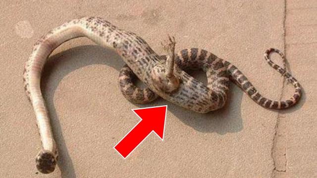 Man Finds Weird-Looking Snake - When Ranger Arrives, He Says: You're Not Supposed To See This