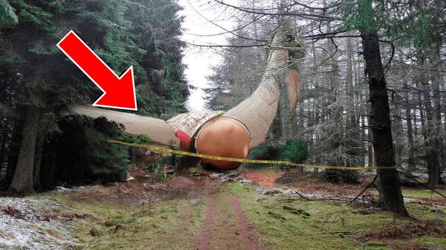 Hiker Finds Huge Strange-Looking Object In Forest. Experts Turn Pale After Finding This Inside