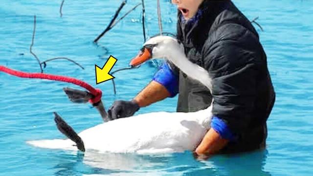 Fisherman Rescued Entangled Swan - Arrested After Police Find Out How It Got Stuck