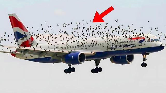 Birds Follow Plane The Reason Why Amazed The Whole World