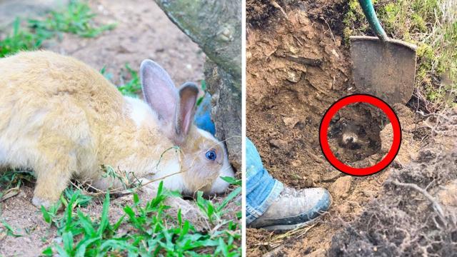 Bunny Keeps Digging - Owner Is Shocked When She Sees Something Moving In The Hole