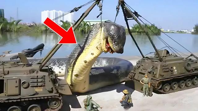 Workers Spot Giant Snake - You Won’t Believe What They Found Inside!