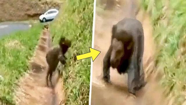 Driver Spots Strange Creature On The Side Of The Road. He Calls 911 After Following It