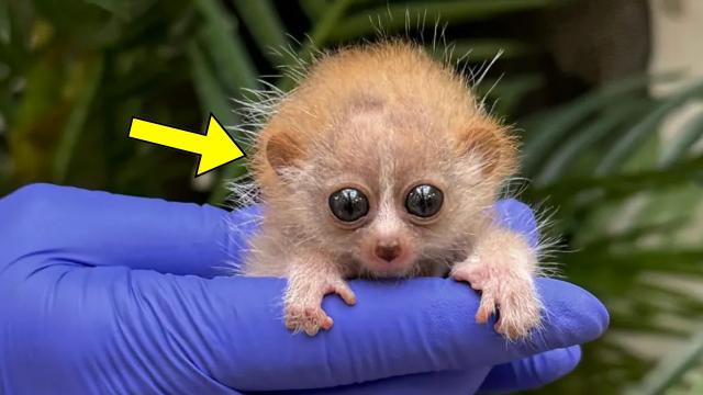 Man Finds Tiny Creature - When The Vet Sees It, He Calls The Police