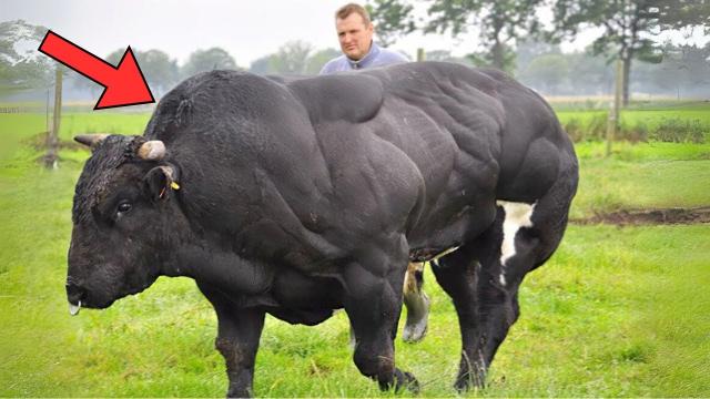 Farmer Finds Missing Cow After 8 Months – When He Gets Closer, He Turns Pale