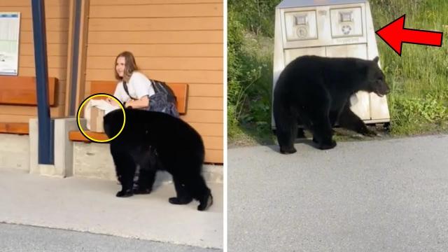 Bear Approaches Woman At Bus Stop, When She Realizes Why, She Decides To Follow It