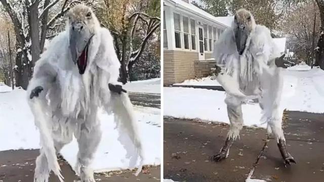 Man Feeds Birds Every Day Until Wife Notices What He Gives Them Is Not Food