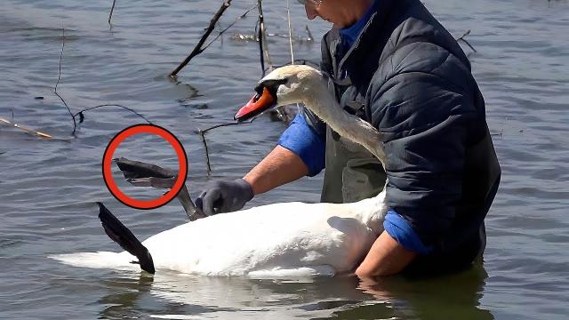 Entangled Swan Saved - Rescuer Arrested After Police Find Out How It Got Stuck