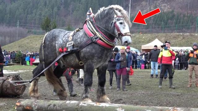 Man Trains Giant Horse For Competition - When Jury Sees It They Call The Police