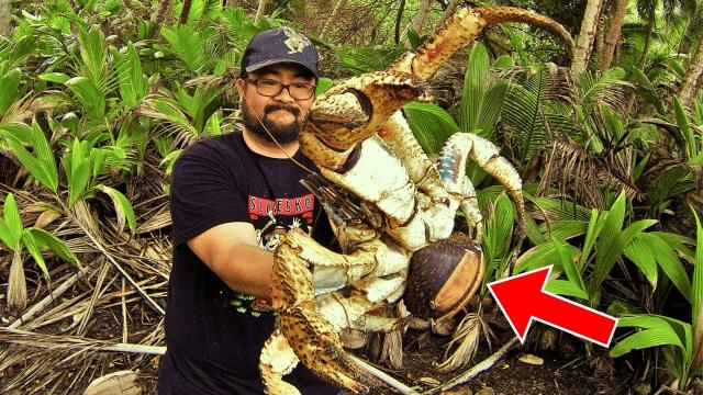 Man Grabs Crab From Beach, Only To Realize What It Really Is