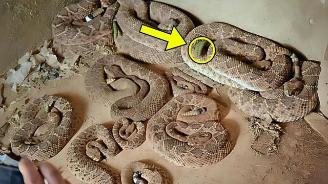 Man Finds Room Full Of Snakes - He Calls Police When He Realizes They Are Protecting Something