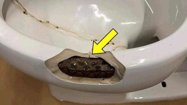 Woman Finds Snake In Sink. Vet Says, "That's Not A Snake, This Is Terrifying"