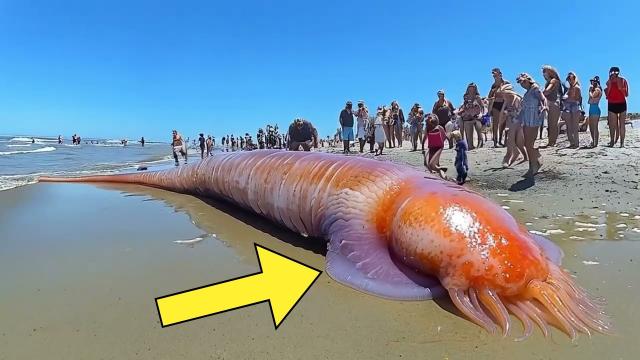 Tourists Find Terrifying Creature On Beach, They Call The Police After Realizing What Really is