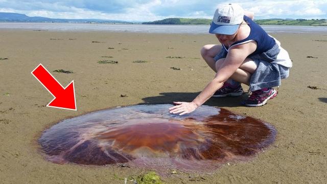 Scientists Are Astonished After This Woman Finds Strange Goo on the Beach