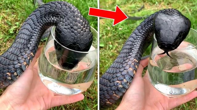 Snake Begs Man For Help - He Is Shocked When Realizing Why