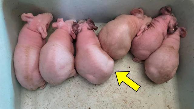 Girl Thought She Saved Bunnies. The Vet Turns Pale When He Realizes What They Really Are