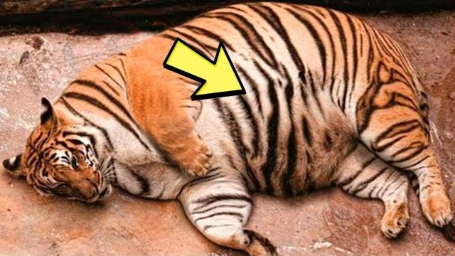 Tiger Refuses To Stand Up - Vet Turns Pale When He Looks At The Ultrasound