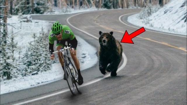 Biker Was Chased By A Giant Grizzly Bear - He Was Shocked When He Found Out Why